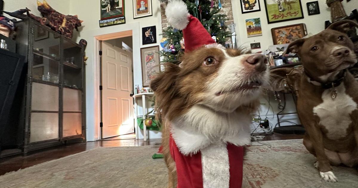 Cat Chat! With Pretty Pretty Princess Meow Meow Jawsy Jaws | Pets ...