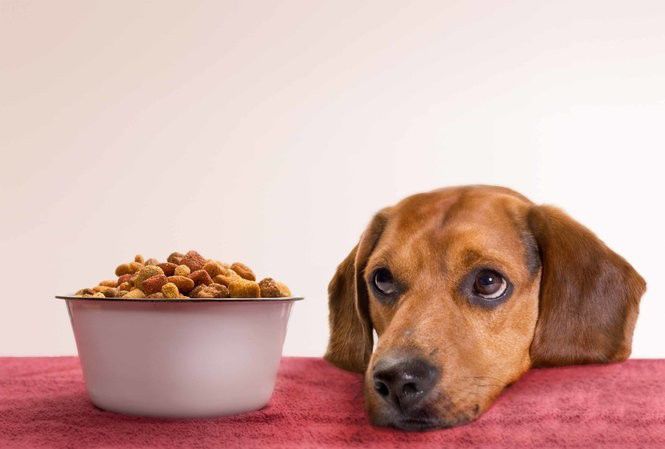 How Often & How Much to Feed Your Dog: Fido Feeding 101!