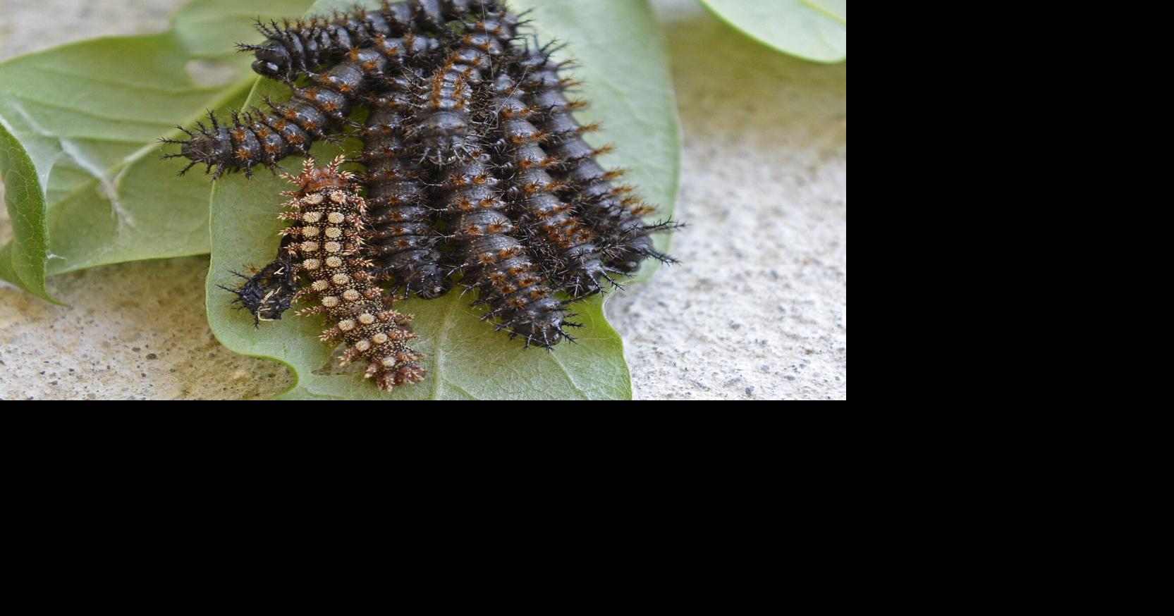 A closer look at the hidden backyard stings that can harm our pets and what to do about them