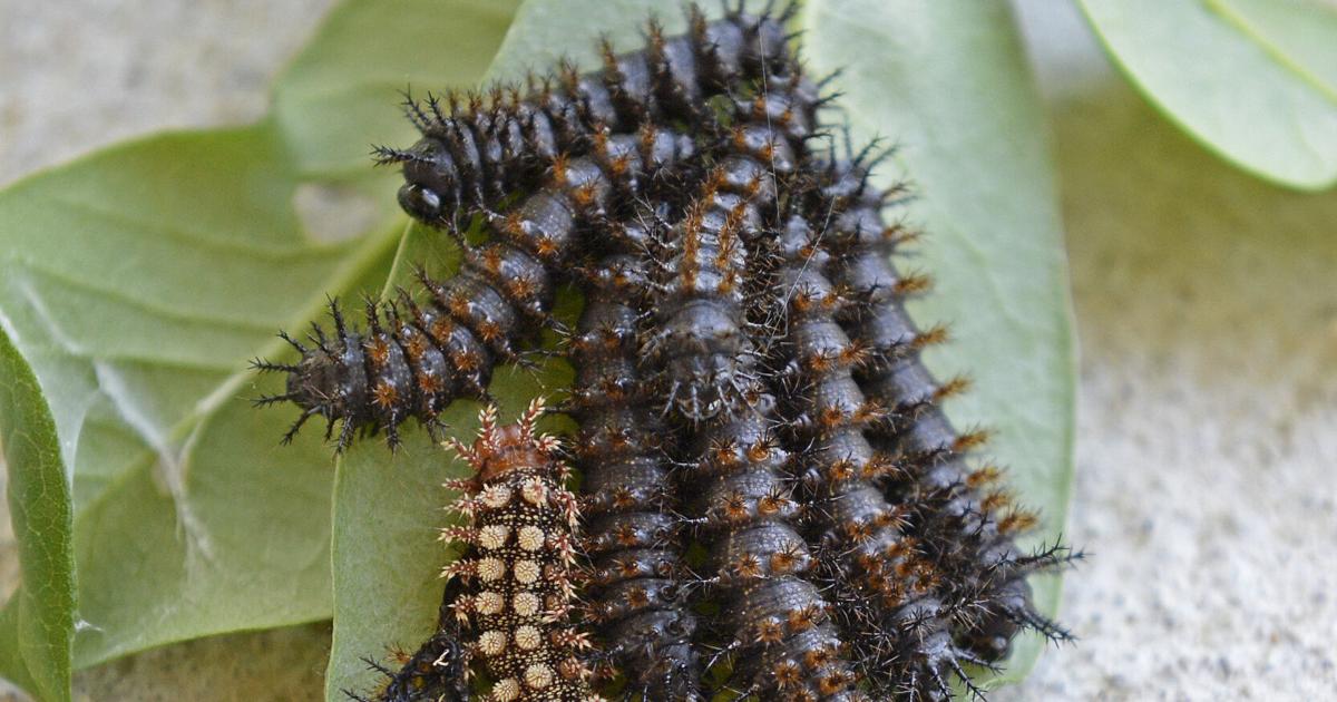 A closer look at the hidden backyard stings that can harm our pets and what to do about them
