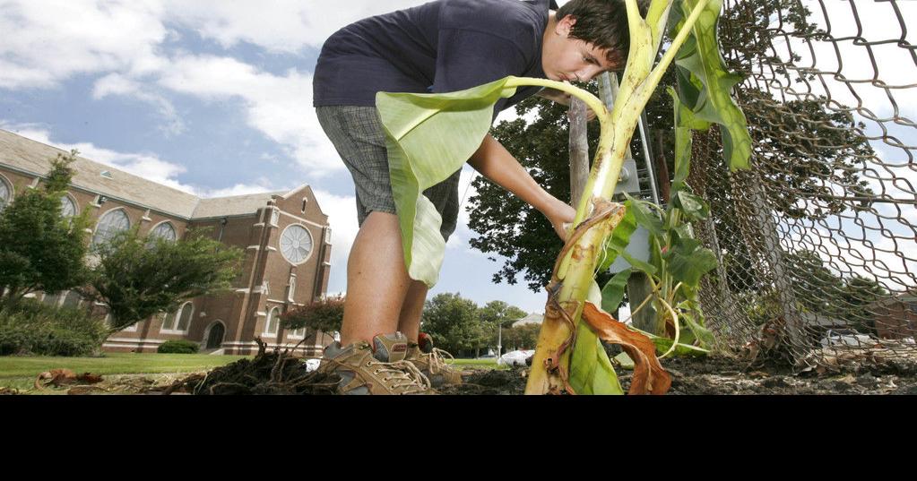 This is how to cut back a banana tree Home/Garden