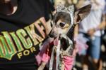 Barkus Parade 14.jpg