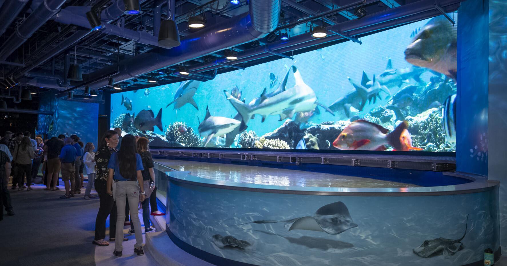 Sponsored: Sharks at Audubon Aquarium in New Orleans | Sponsored: Audubon Nature Institute - Vimarsana News