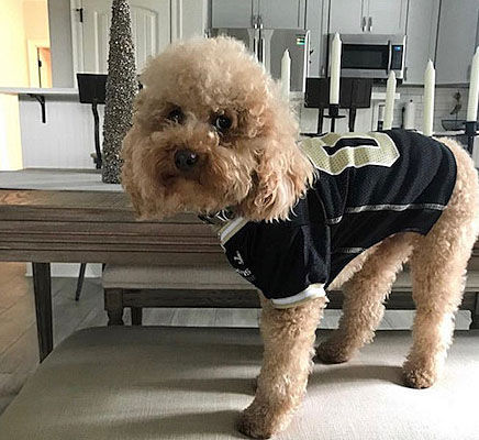 The Who-Dog Nation: See photos of the New Orleans Saints' furry and  feathered friends, Entertainment/Life