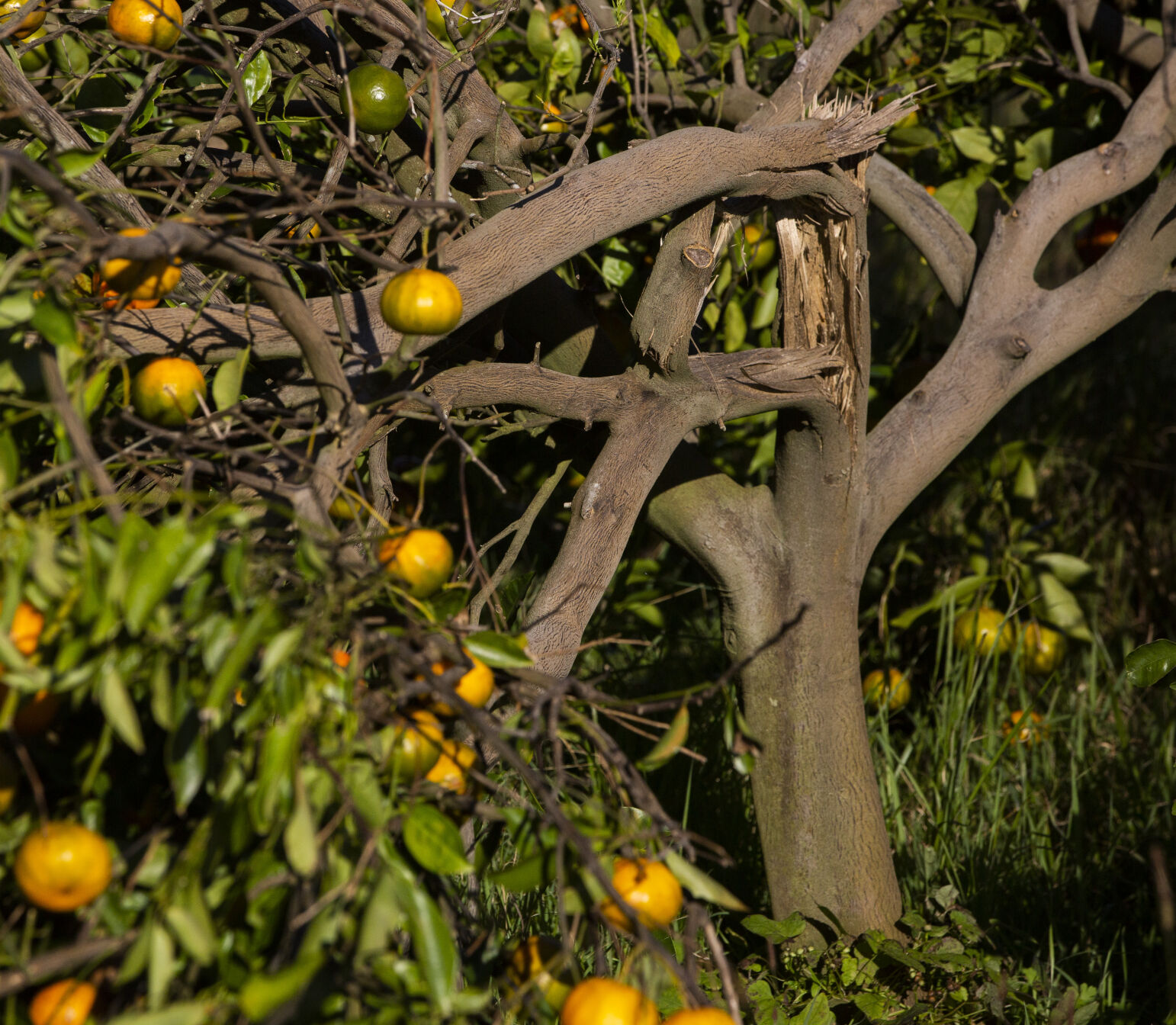 Photos: Plaquemines Parish citrus growers persevere despite 