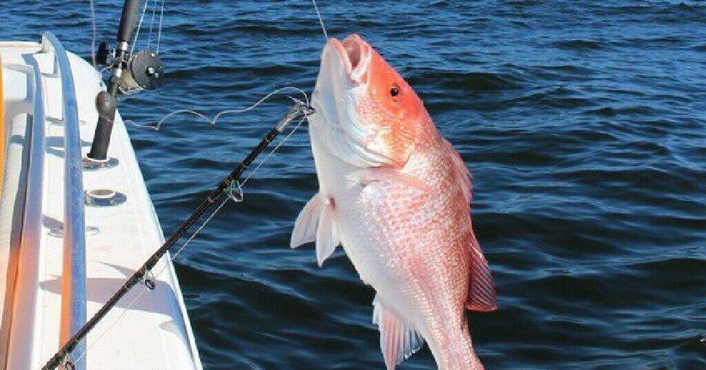 How much red snapper did Louisiana anglers catch in 2025? The numbers are in.