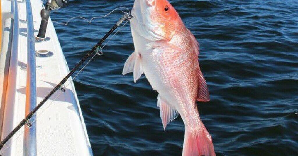 Red snapper season reopening Friday for an 8-day run; see daily limit ...