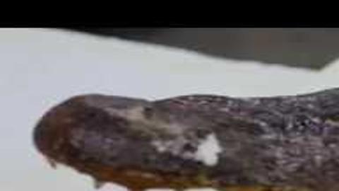 How To Wrestle Alligator Meat Into Beef Pork Chicken Turtle Recipes Where Nola Eats Nola Com