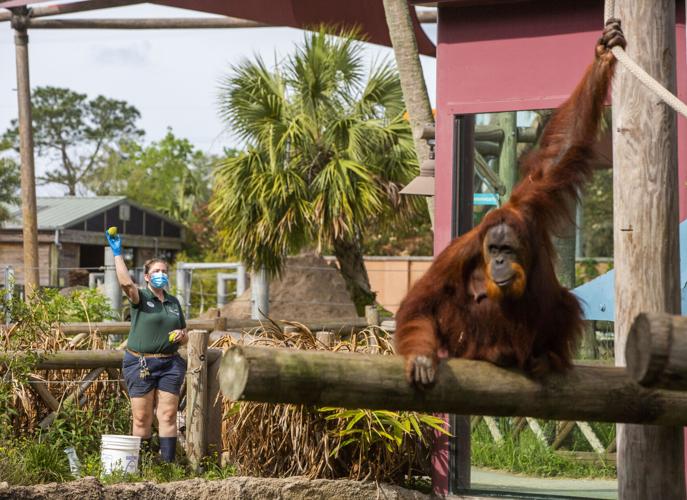 Endangered Sumatran orangutan baby makes Audubon Zoo debut, with 4,000