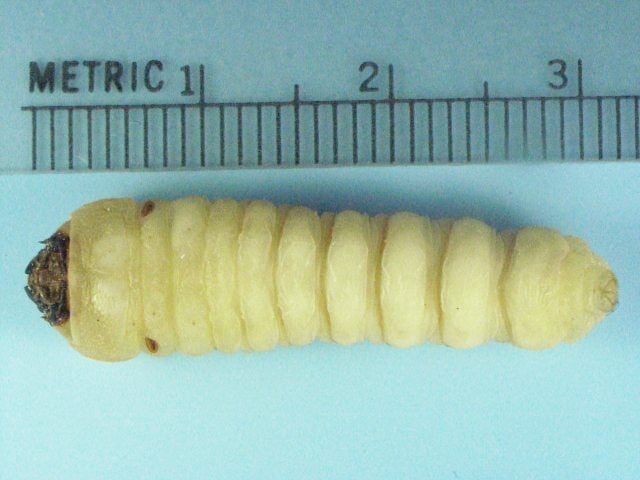 Cerambycidae beetle larvae