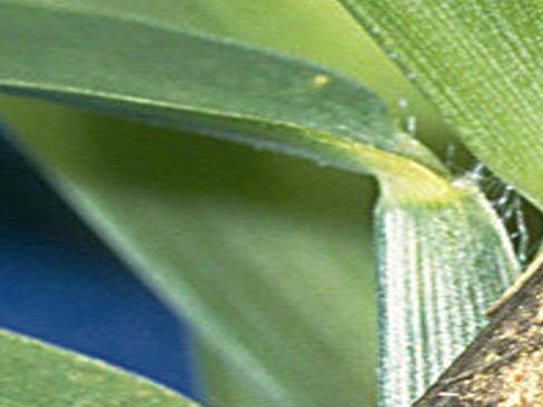 How To Spot Prevent And Control Sob Webworms In Your Lawn Home Garden Nola Com