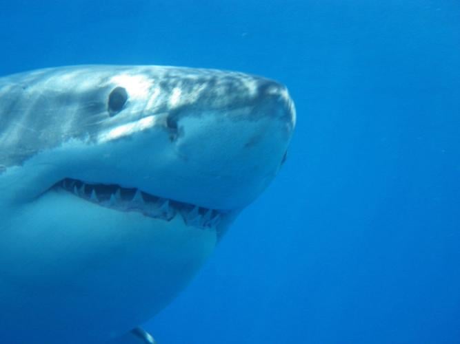 Miss Costa, a 1,668-pound great white shark, swims off Fla. panhandle: report