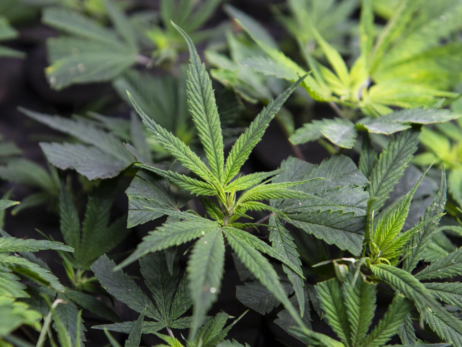 Louisiana's laws on marijuana, delta-9, delta-8, medical pot | News | nola.com Louisiana's laws on marijuana, delta-9, delta-8, medical pot | News | nola.com