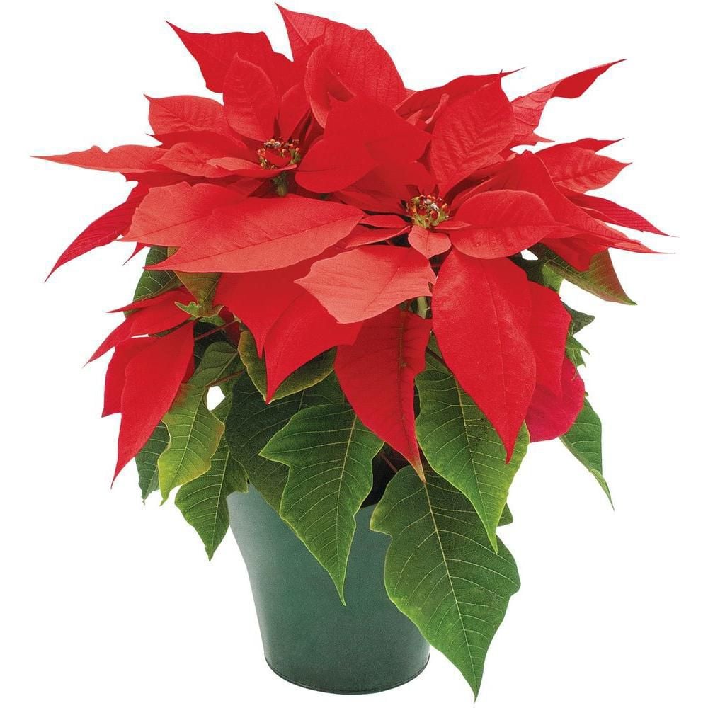 How to plant poinsettias in the landscape after the holidays ...