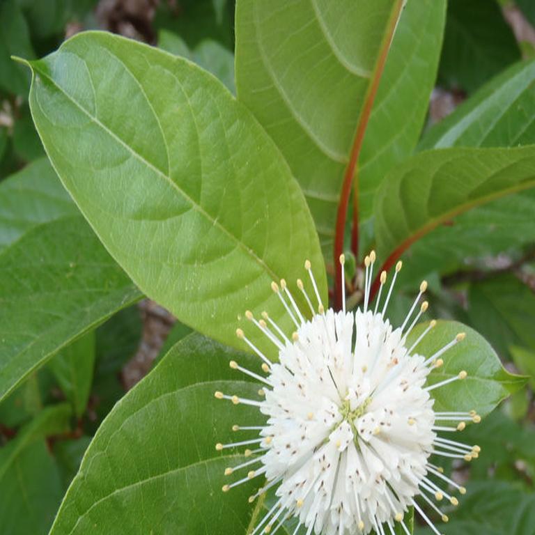 Digging In: Evergreen trees and shrubs to plant now for year ...