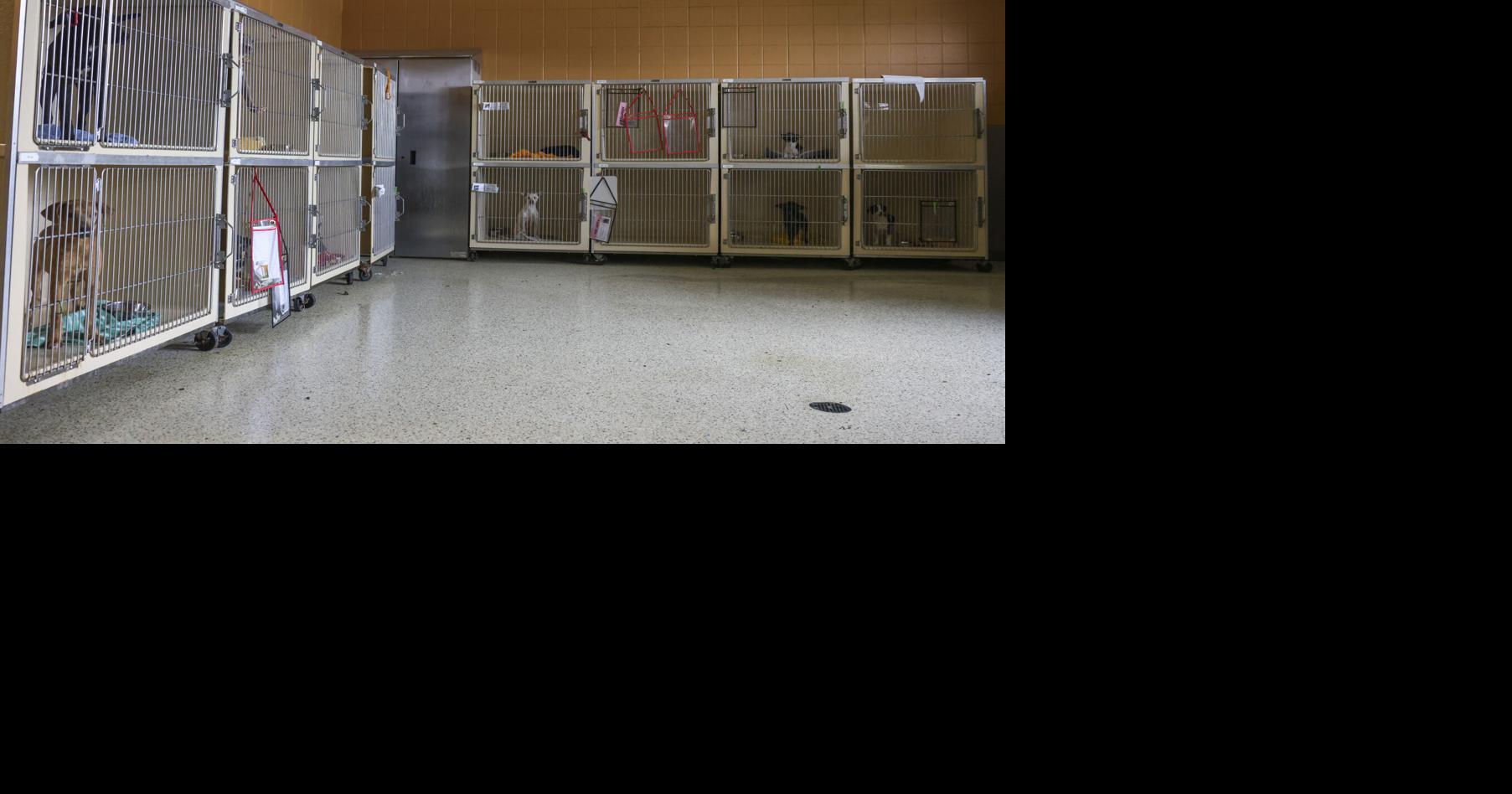 Seizure of 54 dogs in Jefferson Parish underscores critical need for foster families