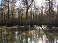 Pearl River swamp