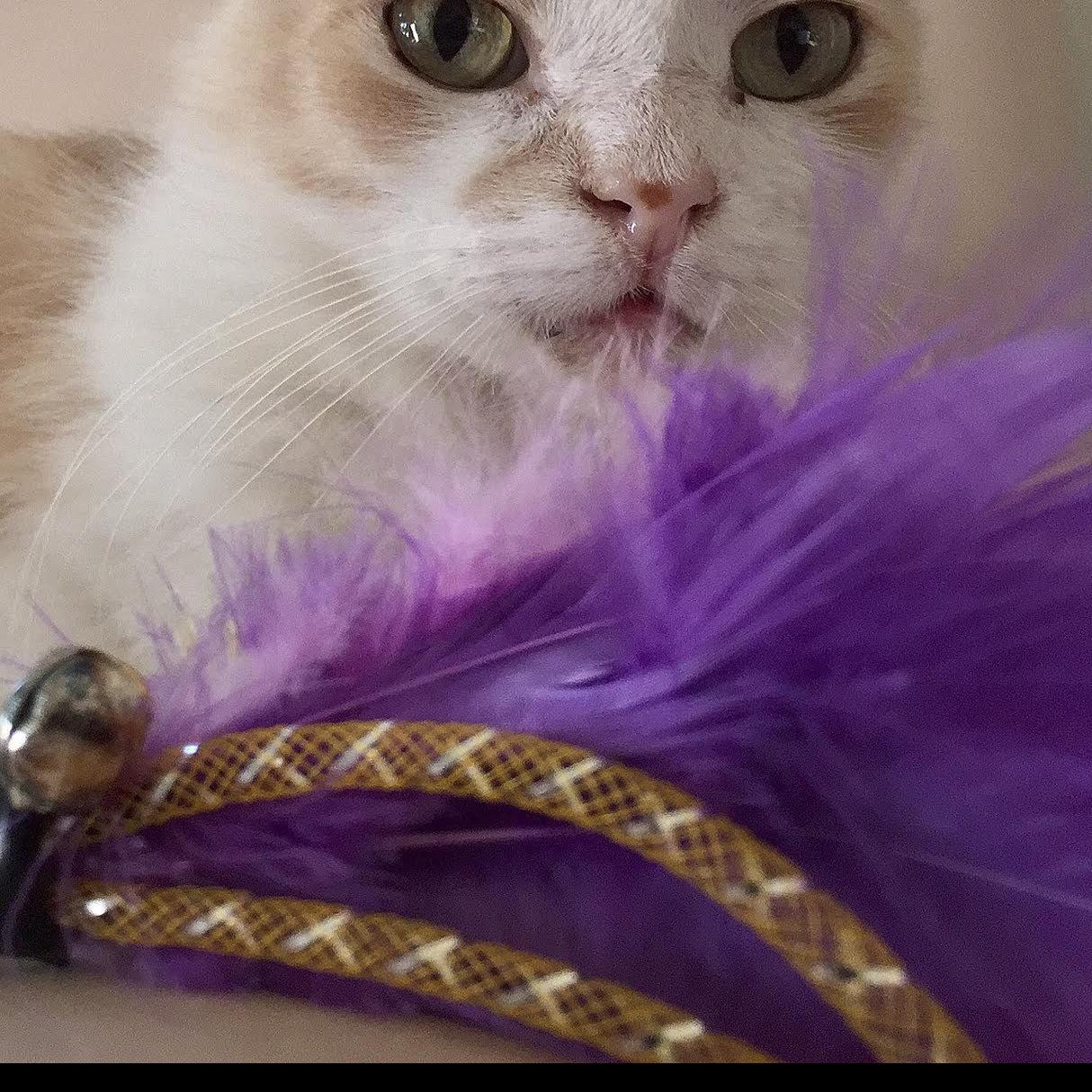 The Cat S Meow What The Sophisti Cats Want For The Holidays
