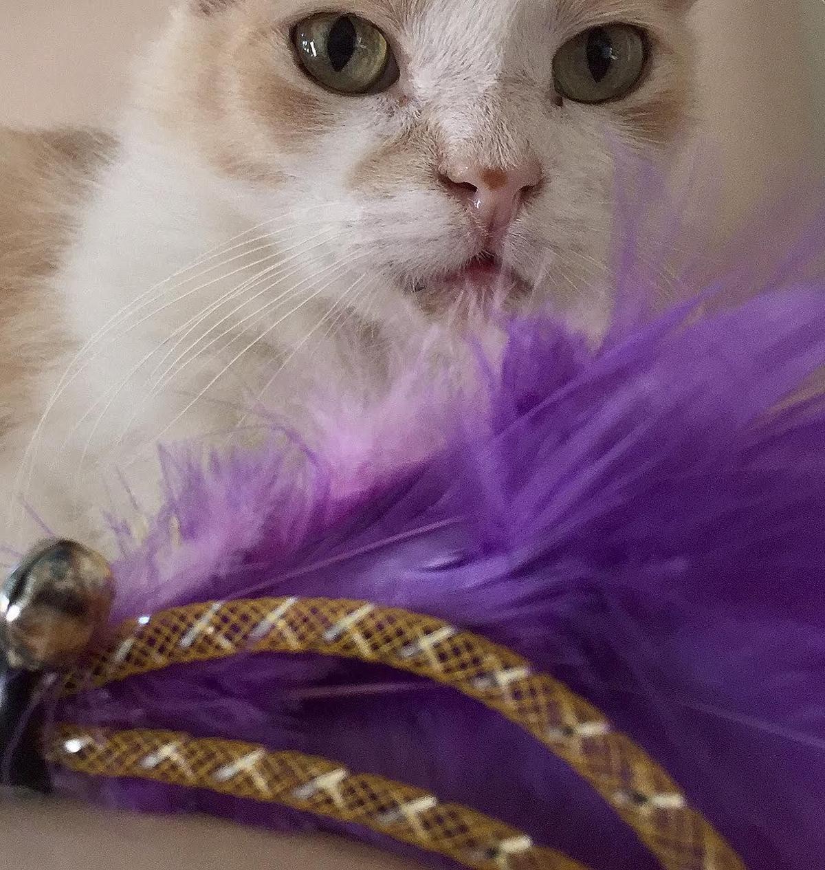 The Cat S Meow What The Sophisti Cats Want For The Holidays
