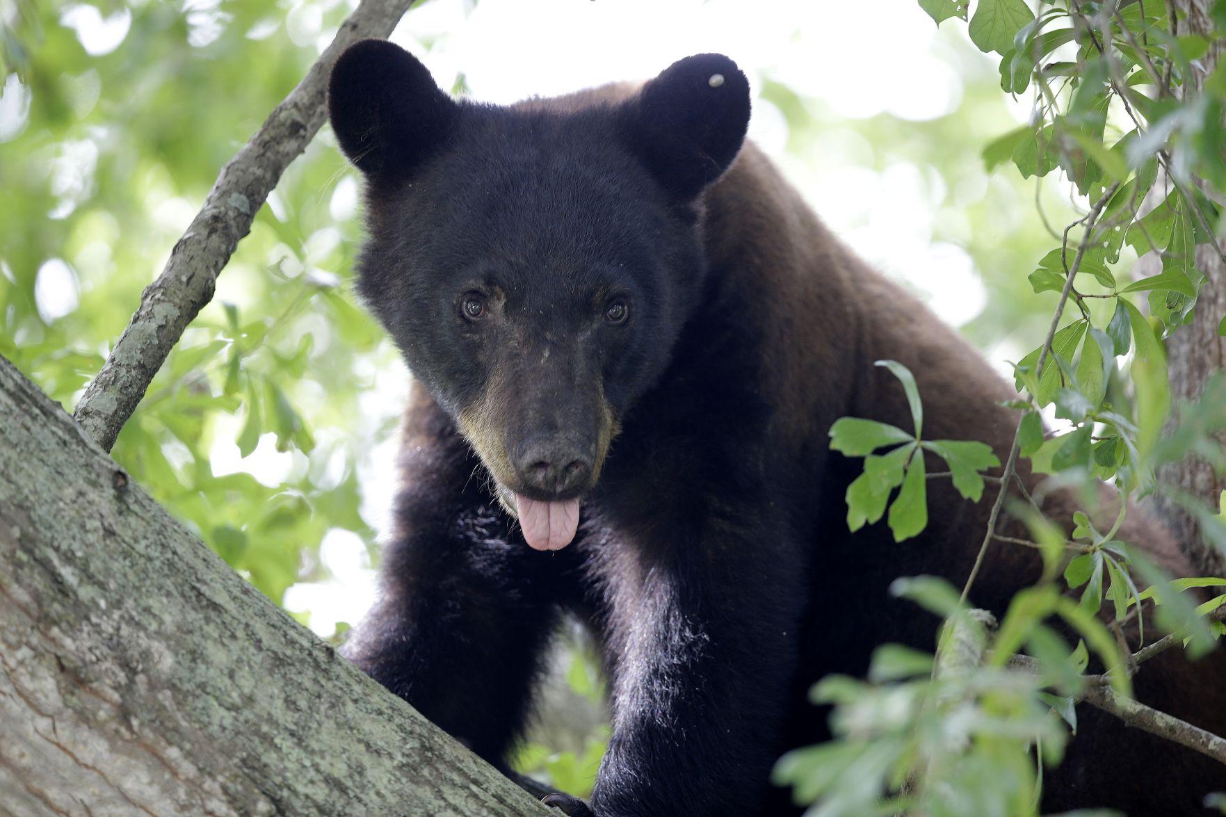 Louisiana black bear will remain off endangered list after judge