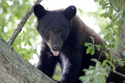 Louisiana Black Bear Will Remain Off Endangered List After Judge Dismisses Lawsuit News Nola Com