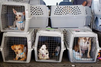 Rescue dogs from Louisiana ok after plane crash in Wisconsin | News |  