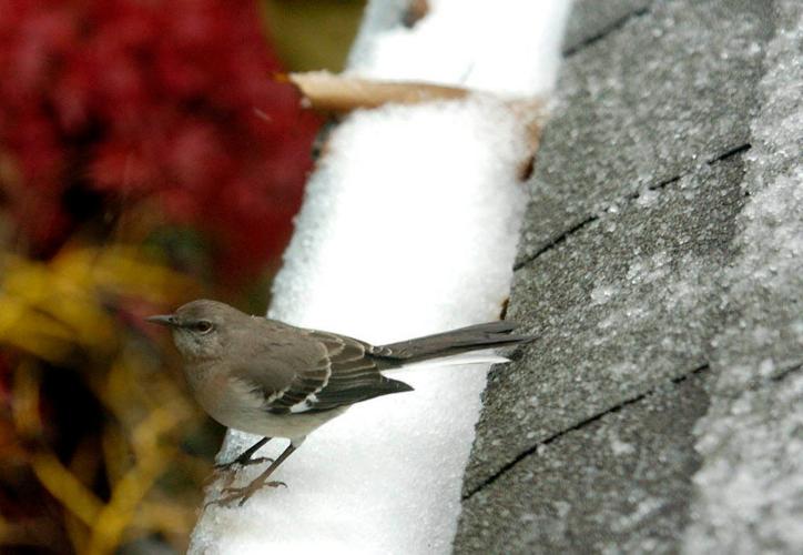 Has it ever snowed in New Orleans on Christmas Day? Weather