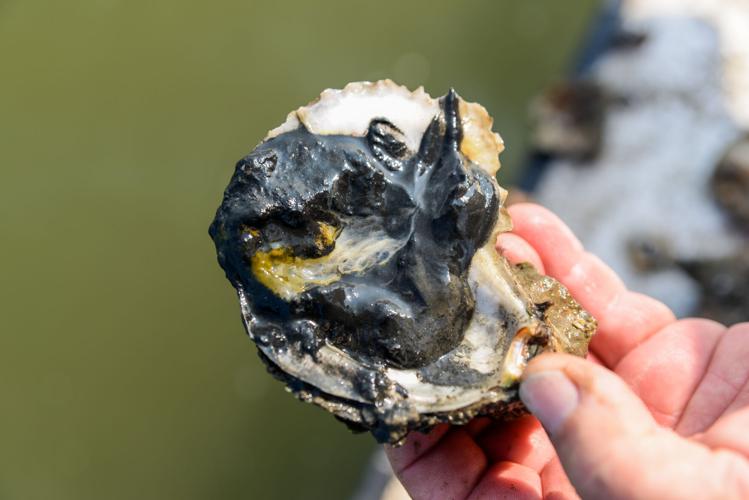 Massive, unexplained bivalve dieoff sends many Louisiana oystermen back to square one