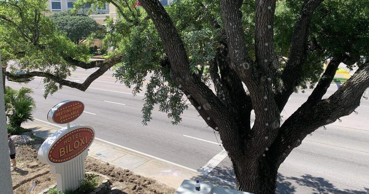 Live oaks axed in two Mississippi Coast cities before judges could hear appeals to save them