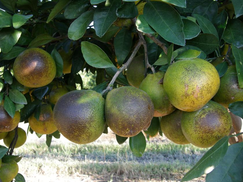 Discolored satsumas will still taste just fine Home/Garden