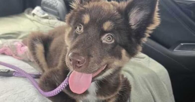 Meet Ezra, the cute puppy ready who’s to explore and our pet of the week