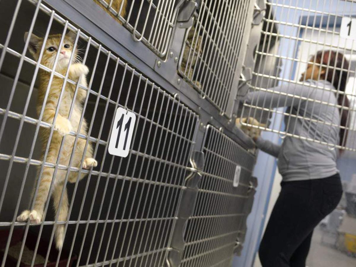 Once banned from the Ascension Parish animal shelter, the CARA animal  welfare group now to run the facility | 