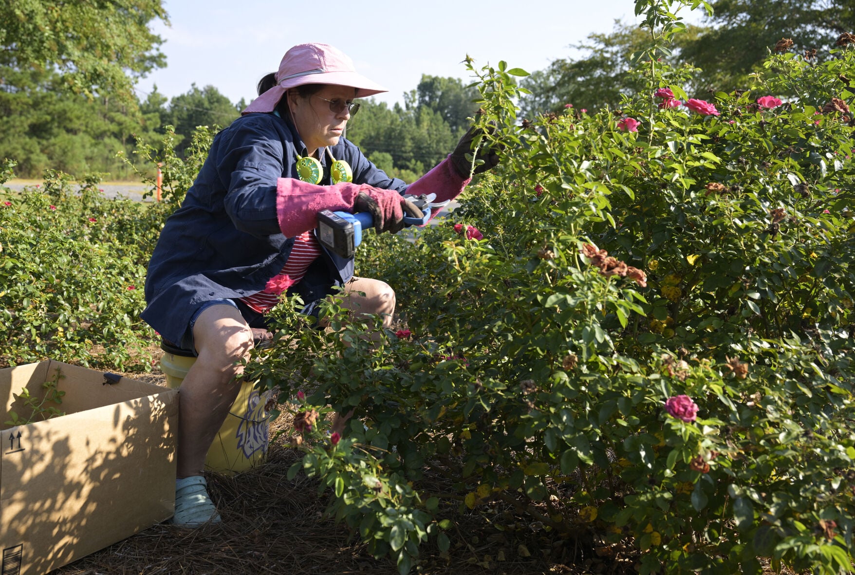 When to prune and fertilize plants in your Louisiana garden | Home ...