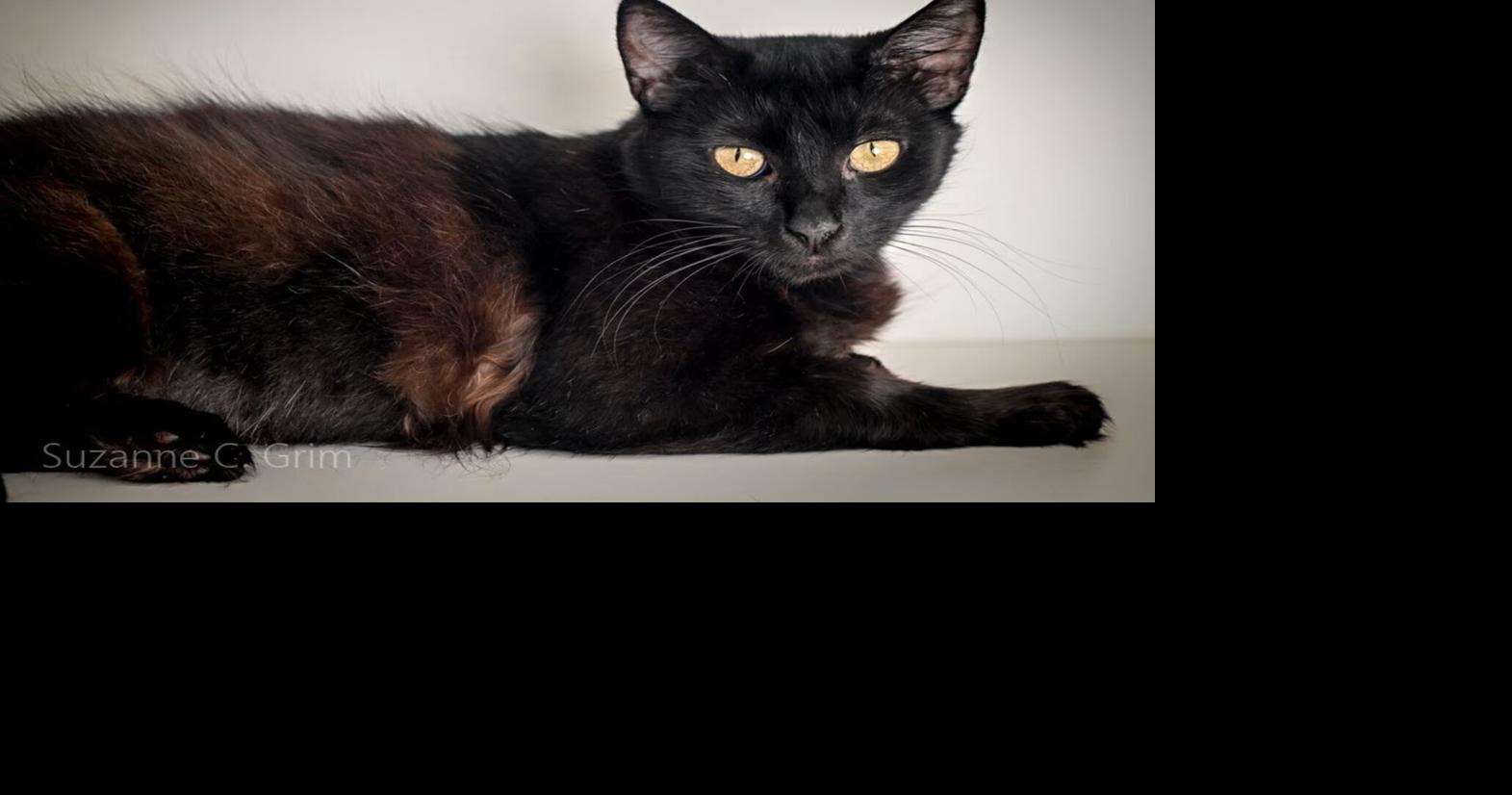 Meet Jessi! She is a sweet cat filled with joy and is our pet of the week.