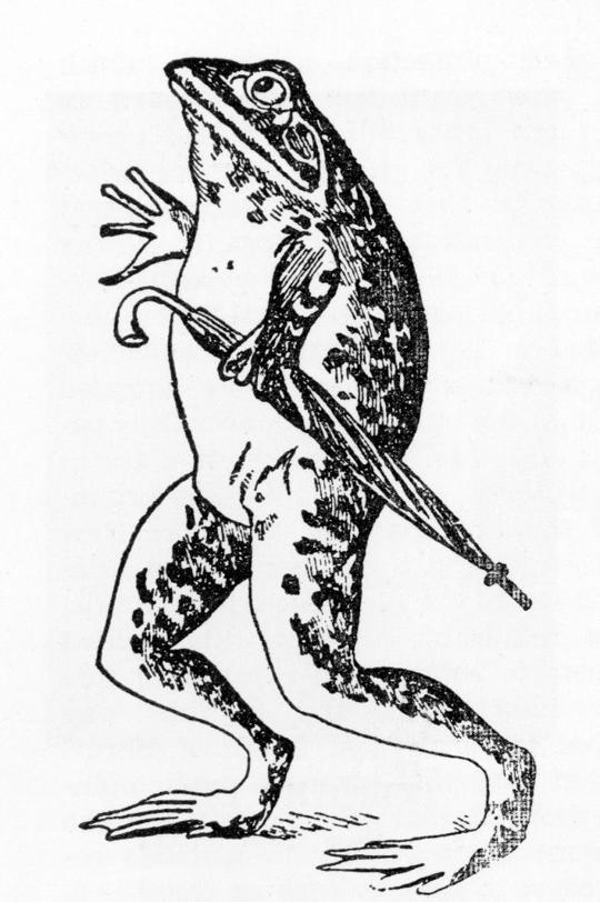 The TimesPicayune weather frog makes his digital debut Weather