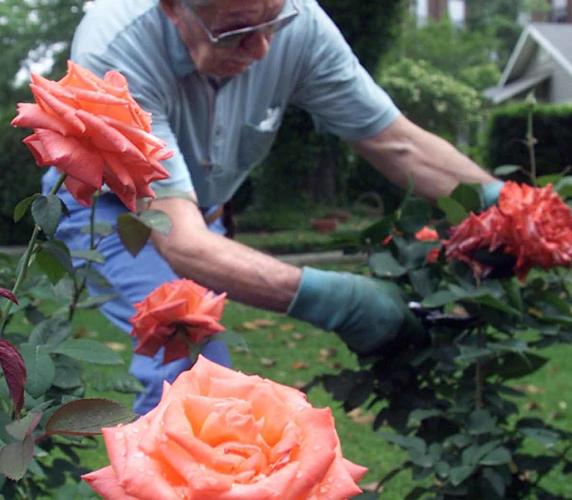 Prune roses now to get the best blooms for spring | Home/Garden | nola.com