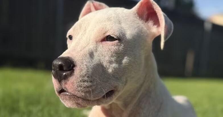Meet Bingo! He is a puppy with a big personality and the pet of the week.