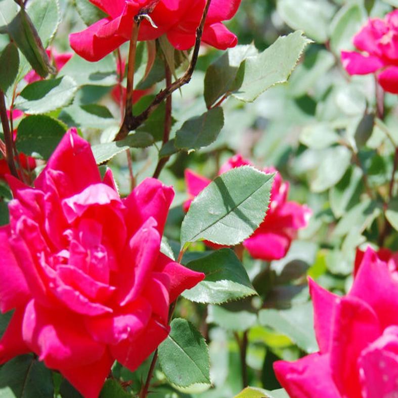 Rosa Lace Cascade 'JACarch' (Lace Cascade rose)  North Carolina Extension  Gardener Plant Toolbox