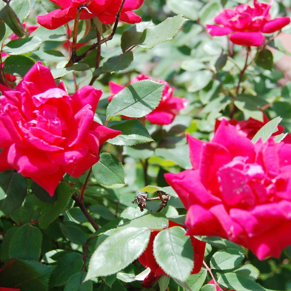 View Knockout Roses Pruning PNG