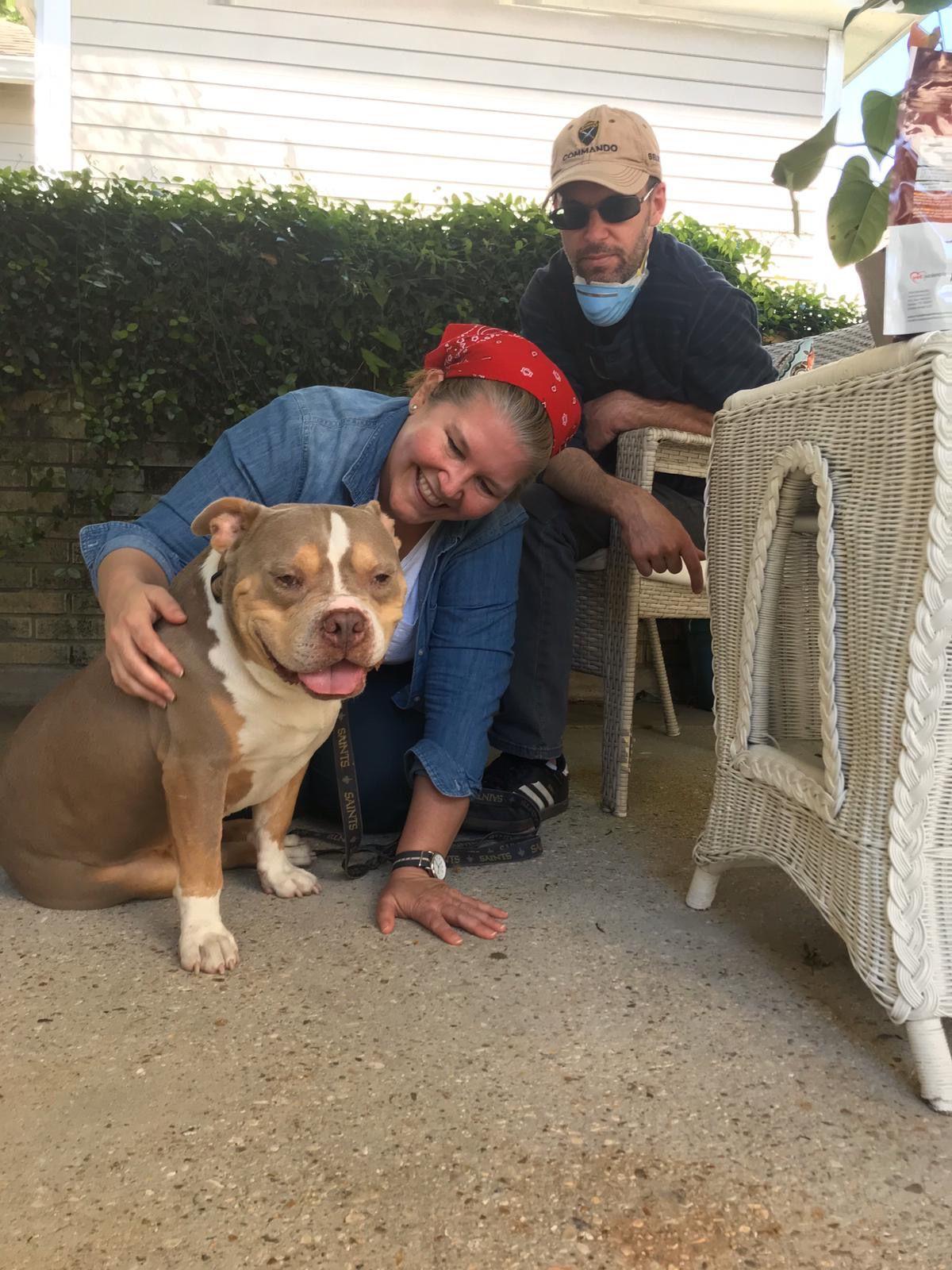 animal adoptions fosters soar in new