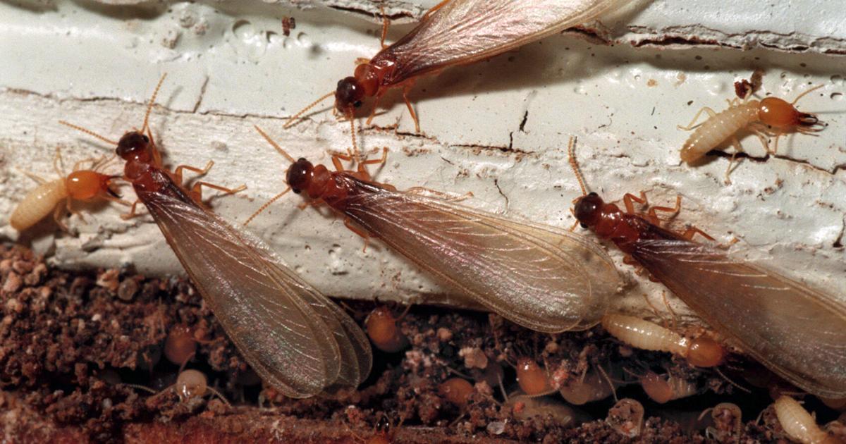 Formosan termites in all places! The place did they arrive from? What do I do? | Setting Formosan termites everywhere! Where did they come from? What do I do? | Environment