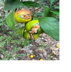 What is causing my satsumas to split and fall off trees in Louisiana? See Dan Gill's advice