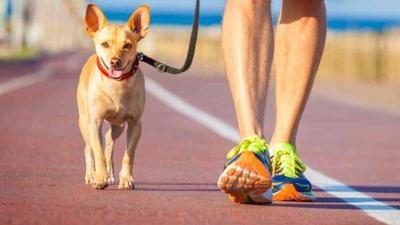 Nola Dogs Race to the Rescue 5K is Back!