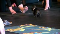 Puppy yoga encourages participation at Magic City Knockout Fitness | Billings News