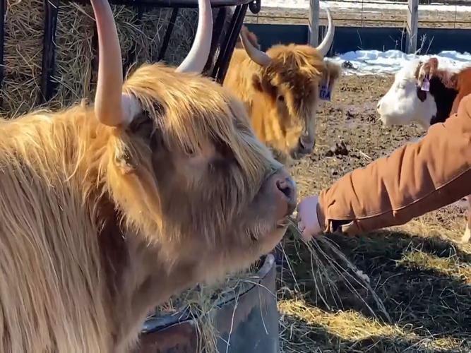 'They eat half as much and they're just fun to be around:' Huntley woman sees increasing demand for mini cows
