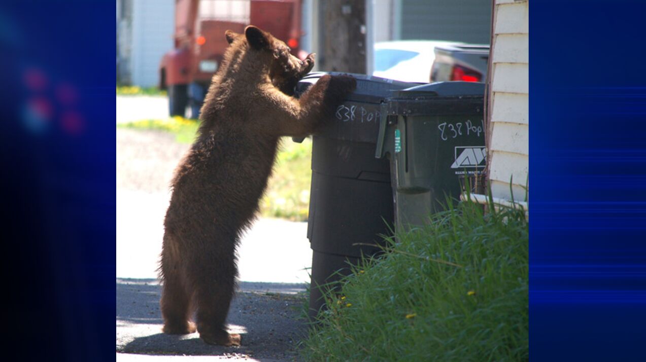 Increasing sightings of bears around the Missoula, Bitterroot and Blackfoot  valleys, NonStop Local Missoula