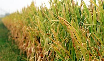 Corn crop