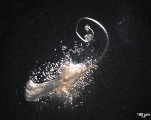 OrganTech Defines Minimal Stem Cell Set Enabling Functional Hair Follicle Regeneration In Vitro