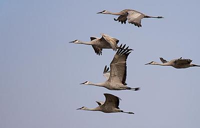Lingering Winter Slows Sandhill Crane Migration In Nebraska News