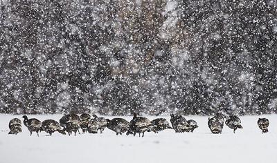 How To Hunt Nebraska S Wild Turkeys In Winter Recreation